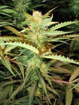 Critical Herer genetics - картинка 4