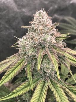 Auto Cherry Breath genetics - картинка 2