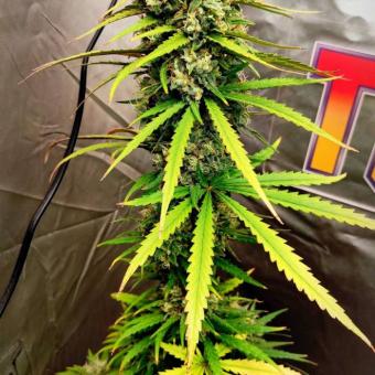 Buddha DoSi2 - картинка 3