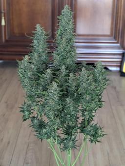 Lemon AK Auto - картинка 5