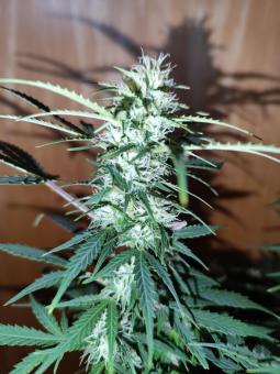 Critical Neville Haze Auto  - картинка 2