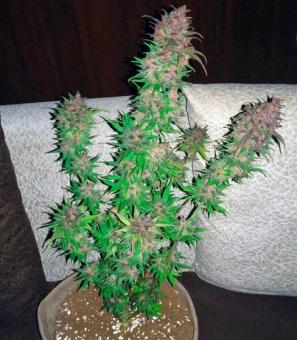 Bloody Skunk Auto - картинка 1