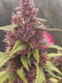 Purple Punch OG - картинка 4