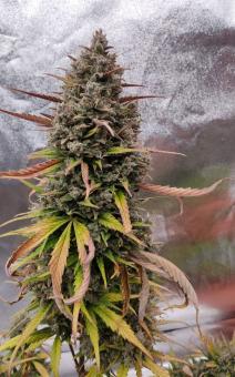 Purple Punch OG XL Auto - картинка 5