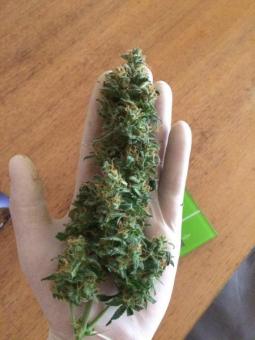 OGRE Auto - картинка 4