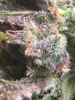 Green Poison - картинка 6