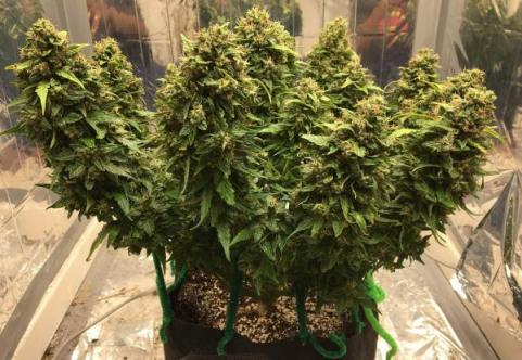 CBD Auto Charlotte's Angel - картинка 4