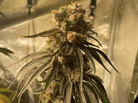 Holy Snow - картинка 6