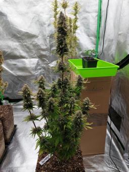 Blueberry Auto - картинка 4