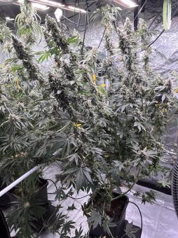 Chem Beyond Diesel® C.B.D. - картинка 2