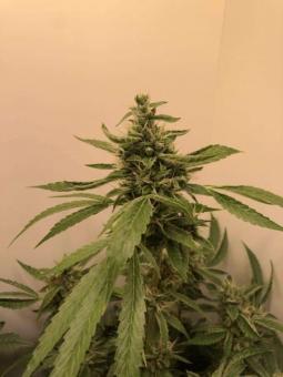 Double Dutch reg - картинка 4