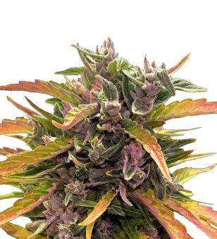 Gorilla Glue Auto - картинка 1