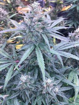 Buddha Red Dwarf Auto - картинка 6