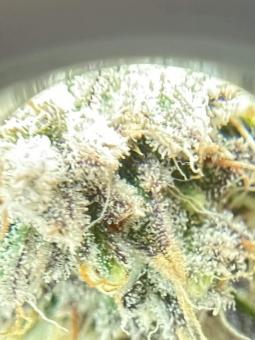 Stardawg Auto - картинка 2