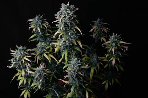 Big Devil Auto - картинка 1