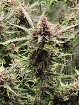 Green Crack Auto - картинка 1