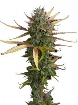 Cookies and Cream Auto - картинка 1