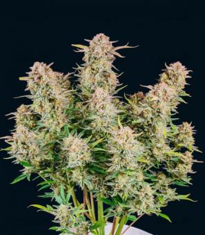 Bruce Banner Auto - картинка 4