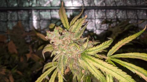 Super Hash - картинка 3