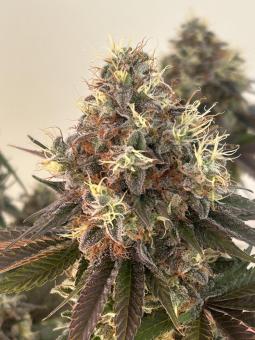 Sensi Star - картинка 1