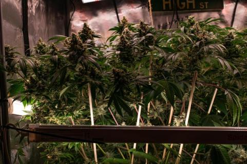 Delicius Candy Early Version - картинка 4