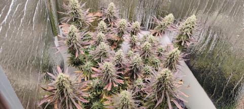 Morpheus - картинка 3