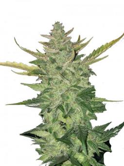 Original White Widow - картинка 7