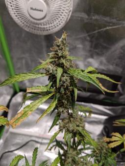 Black Jack Auto - картинка 3