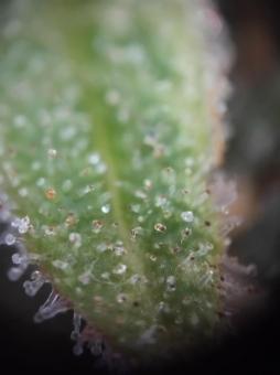 Pure Kush - картинка 5