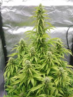 Auto White Widow - картинка 5