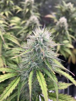 Blueberry Auto - картинка 2