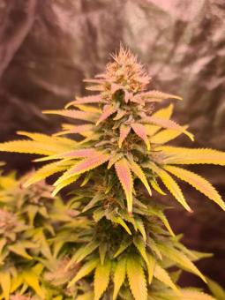 Bubble Kush - картинка 7