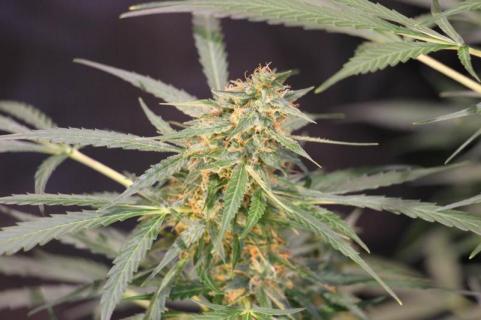 Auto Jack - картинка 4