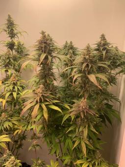 Train Wreck - картинка 5