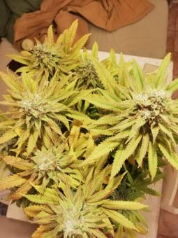 Frosty Friday - картинка 4