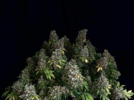 Motavation fem - картинка 3