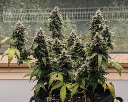 Skywalker Auto - картинка 5