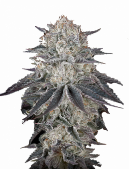 Fullgas! - картинка 5