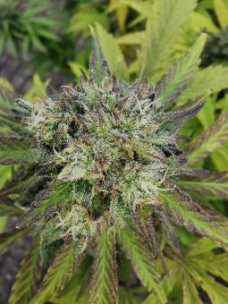 GG4 Sherbet FF - картинка 3