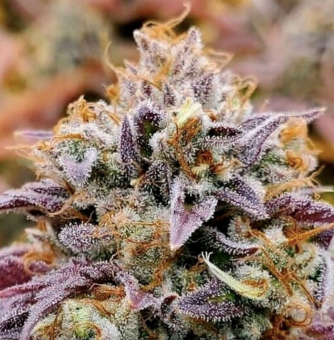 Cumbia - картинка 1