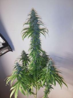 Rainbow Road - картинка 2