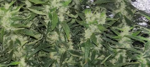 Sweet Mix Feminised - картинка 4