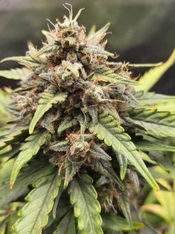 Lemon Pie Auto - картинка 9