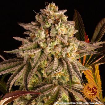 Blue Sunset Sherbert - картинка 11