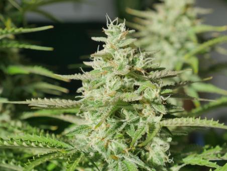 Girl Scout Cookies Auto - картинка 3