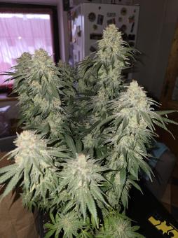 Do-Si-Dos - картинка 2