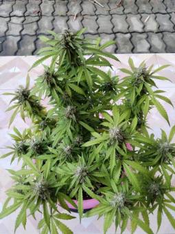 Auto Big Joy genetics - картинка 7