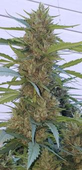 Shaman - картинка 3