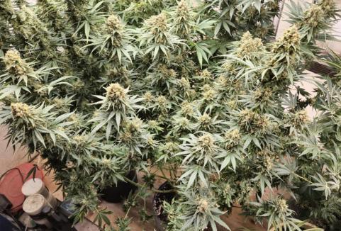 Black Domina Fast - картинка 1