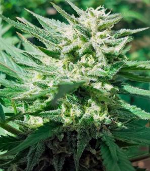 Sweet Cheese F1 Fast Version - картинка 1